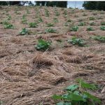 Comitiva de São Tomé e Príncipe vem a SC conhecer sistema sustentável de produção de hortaliças desenvolvido pela Epagri