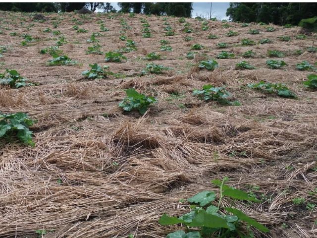 Leia mais sobre o artigo Comitiva de São Tomé e Príncipe vem a SC conhecer sistema sustentável de produção de hortaliças desenvolvido pela Epagri