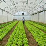 Epagri inaugura na terça, 20, Centro de Referência de Produção Orgânica de Hortaliças em Itajaí