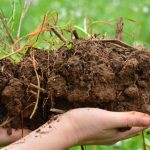 Solos: onde a alimentação começa