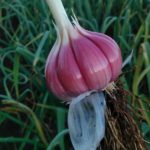 Santa Catarina busca Indicação Geográfica para alho roxo do Planalto Catarinense