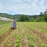 Sistema sustentável de produção de hortaliças desenvolvido pela Epagri prova valor nas chuvas de novembro