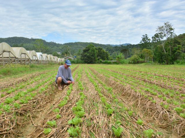 Leia mais sobre o artigo Sistema sustentável de produção de hortaliças desenvolvido pela Epagri prova valor nas chuvas de novembro