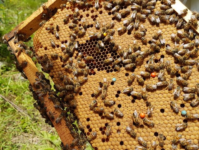 Leia mais sobre o artigo Bocaina do Sul profissionaliza a atividade da apicultura