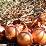 Epagri publica normas técnicas para a Produção Integrada de Cebola