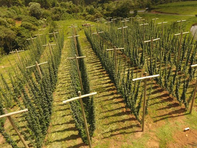 Leia mais sobre o artigo Cultivo de lúpulo avança no Planalto Norte Catarinense