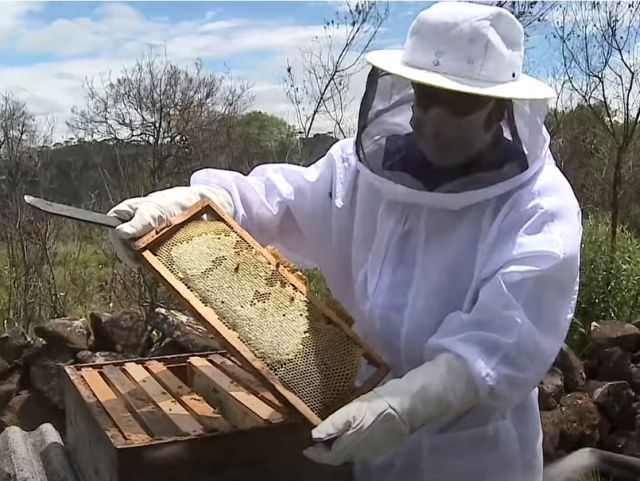 Leia mais sobre o artigo SC busca a IG do mel de canudo-de-pito, planta nativa da região de São Joaquim que  floresce em dezembro