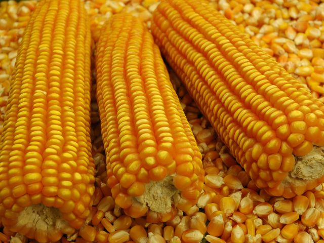 Leia mais sobre o artigo Epagri/Cepa faz análise da safra e mercado do milho em 2022