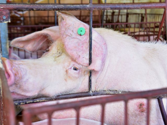 Leia mais sobre o artigo Boletim Agropecuário destaca recorde na exportação catarinense de suínos em 2022