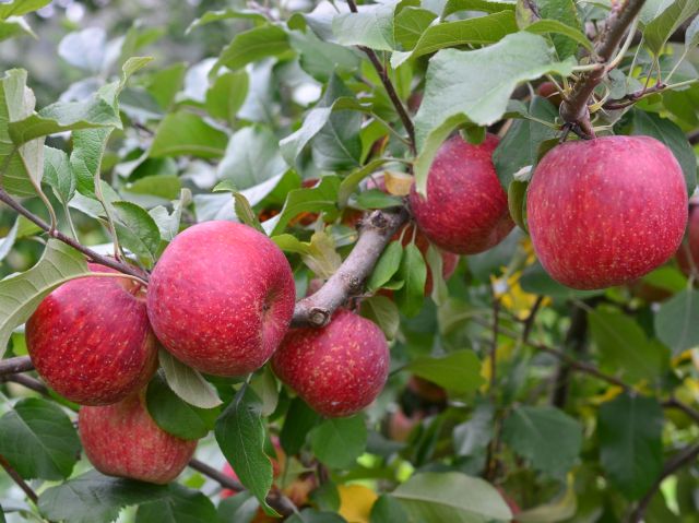 Leia mais sobre o artigo Coleta de amostras para a análise foliar da macieira deve ser feita até 15 de fevereiro
