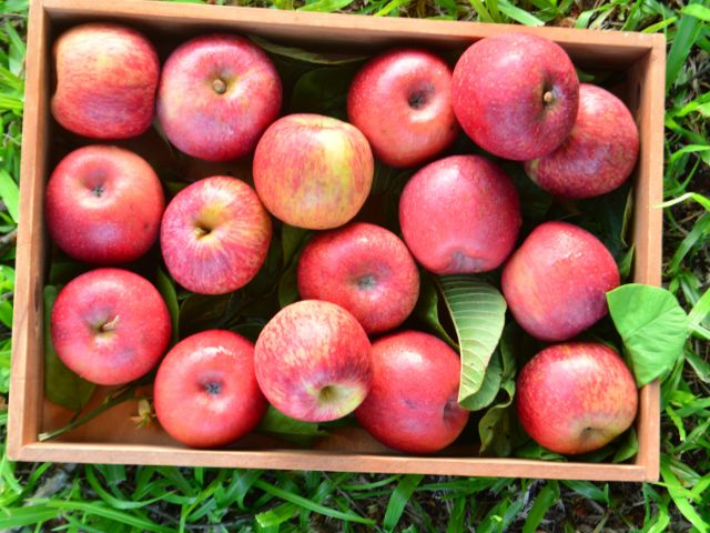 Leia mais sobre o artigo Artigo científico discute necessidade de diversificar cultivares de maçã no Brasil