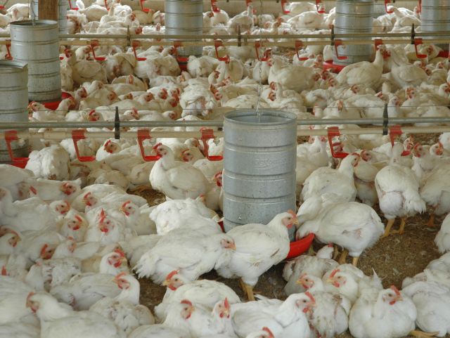 Leia mais sobre o artigo Influenza aviária: Santa Catarina une forças para impedir a entrada da doença
