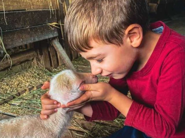 Leia mais sobre o artigo “Rota da ovelha e sabores de Lajeado Grande” impulsiona o turismo rural no  Oeste Catarinense