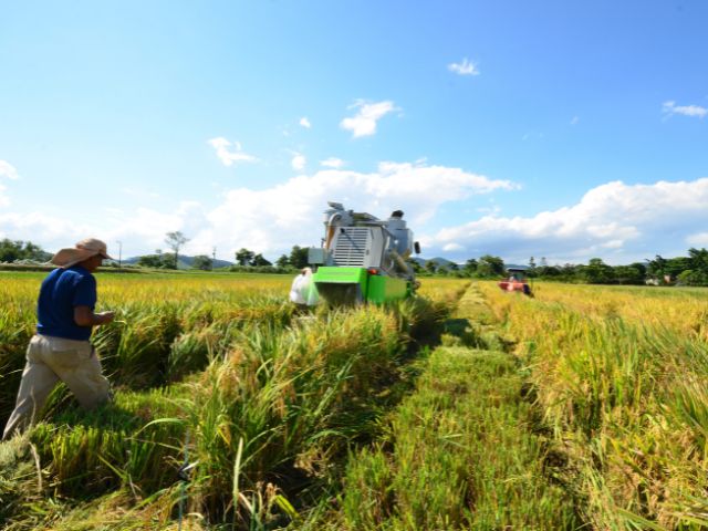 Leia mais sobre o artigo Produtividade do arroz catarinense cresce 23% em 10 anos