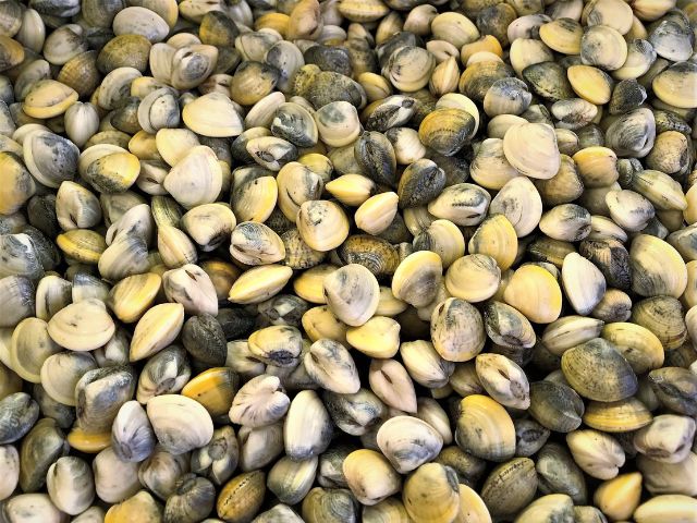 Leia mais sobre o artigo Estudo da Epagri comprova: produção de berbigão é viável em SC