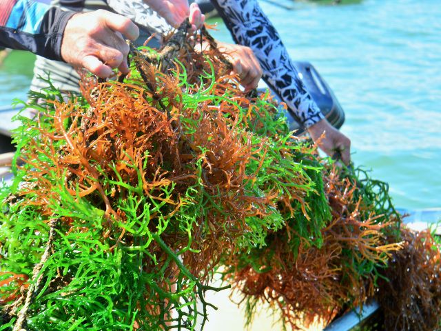Leia mais sobre o artigo Epagri promove curso de produção de algas entre 7 e 9 de março