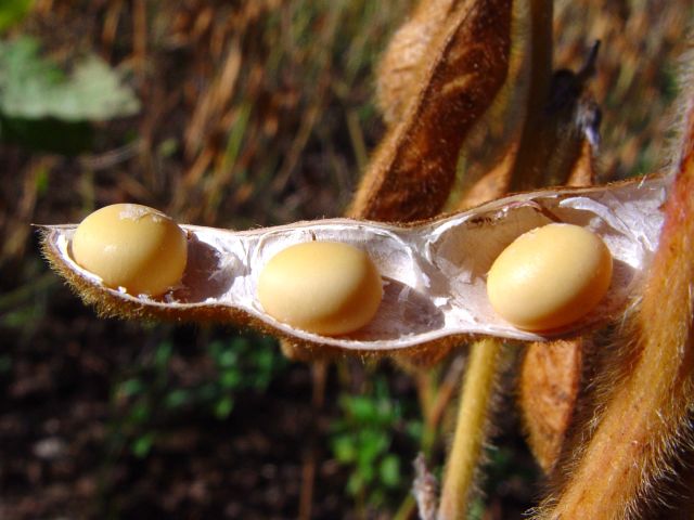 Leia mais sobre o artigo Boletim Agropecuário de março aponta para safra histórica de soja em SC