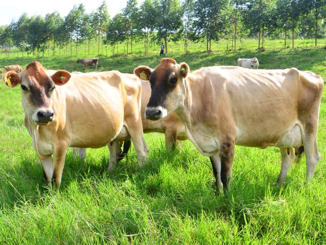 Leia mais sobre o artigo Ferramenta da Epagri/Ciram mede o nível do estresse térmico do gado de leite