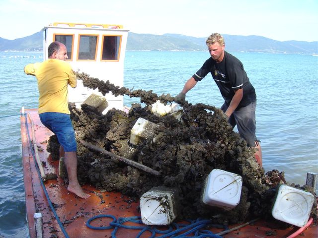 Leia mais sobre o artigo Pesquisa usa dados meteorológicos e de satélite para explicar marés vermelhas em Santa Catarina