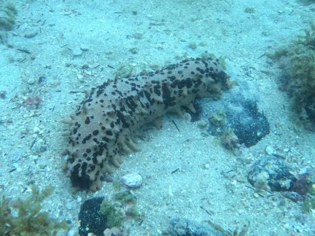 Leia mais sobre o artigo Epagri estuda possibilidade de produzir pepino-do-mar em cativeiro no litoral catarinense