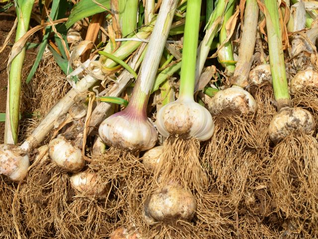 Leia mais sobre o artigo Epagri orienta produtores para a próxima safra do alho