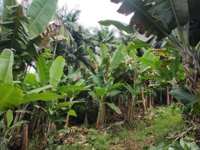Leia mais sobre o artigo Sistemas agroflorestais no Sul de SC garantem renda ao produtor e minimizam a emissão dos gases de efeito estufa