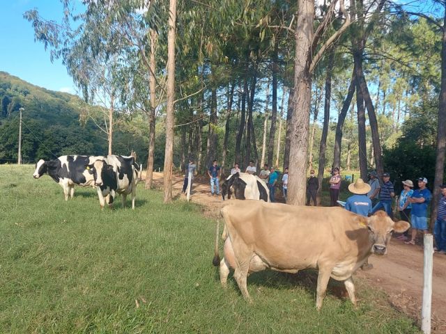 Leia mais sobre o artigo Produtores de Guaraciaba buscam melhorias na produção de leite