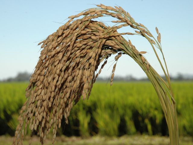 Leia mais sobre o artigo Epagri avalia safra do arroz no Sul de Santa Catarina nesta sexta-feira, 2