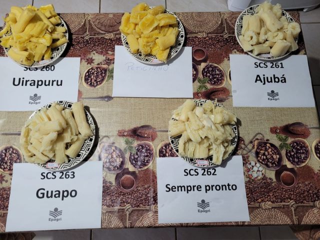 Leia mais sobre o artigo Famílias rurais de Curitibanos conhecem variedades de aipim da Epagri