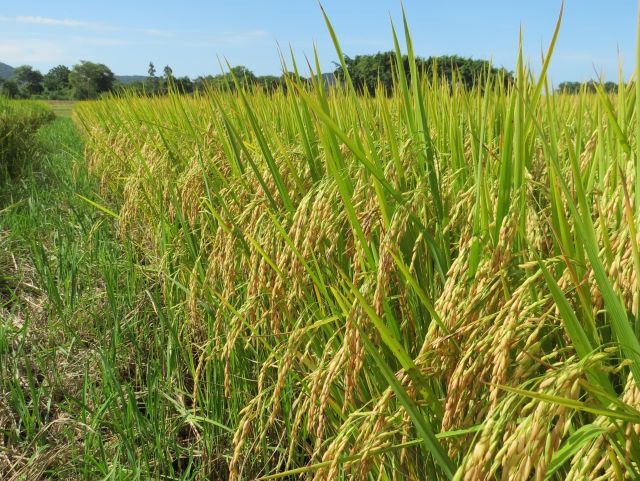 Leia mais sobre o artigo Epagri lança nesta sexta (23) variedade de arroz irrigado tolerante ao frio e ao calor na fase reprodutiva