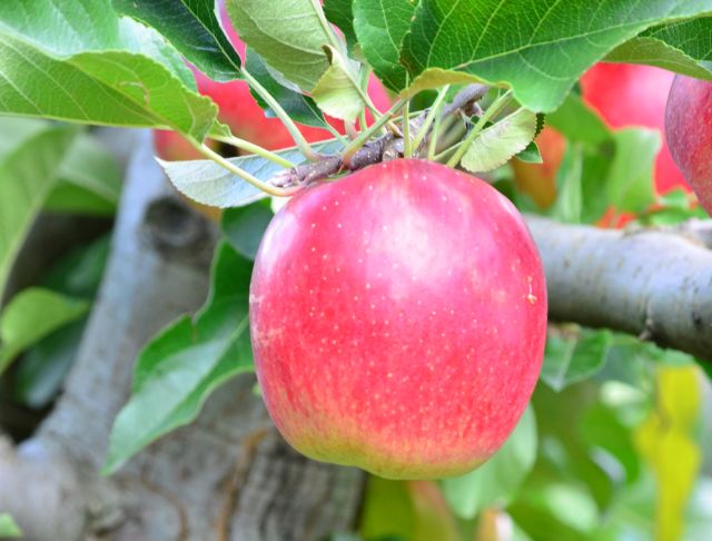 Leia mais sobre o artigo Epagri realiza curso sobre produção de maçãs em São Joaquim (SC)