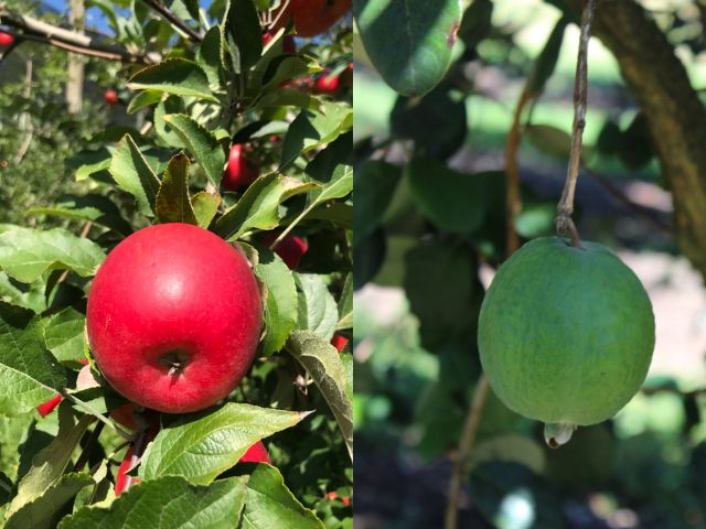 Leia mais sobre o artigo Epagri lança cultivares de maçã e goiaba-serrana nesta terça (13), durante o Senafrut