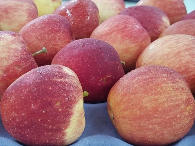 Leia mais sobre o artigo Semana do Meio Ambiente: melhoramento genético da Epagri desenvolve macieiras que usam menos fungicida