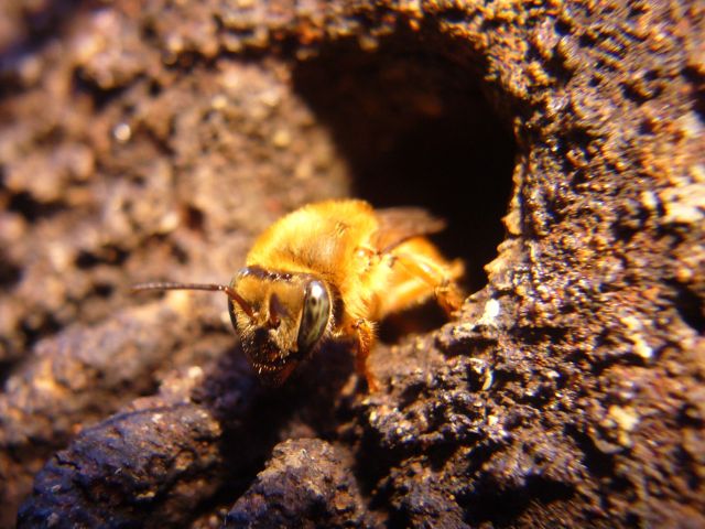 Leia mais sobre o artigo Blumenau recebe 1,2 mil pessoas entre 14 e 15 de julho, para eventos de apicultura e meliponicultura