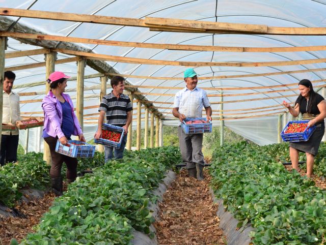 Leia mais sobre o artigo Plano Safra 2023/2024 disponibiliza 77,1 bilhões para apoiar a agricultura familiar no Brasil, o maior valor da história