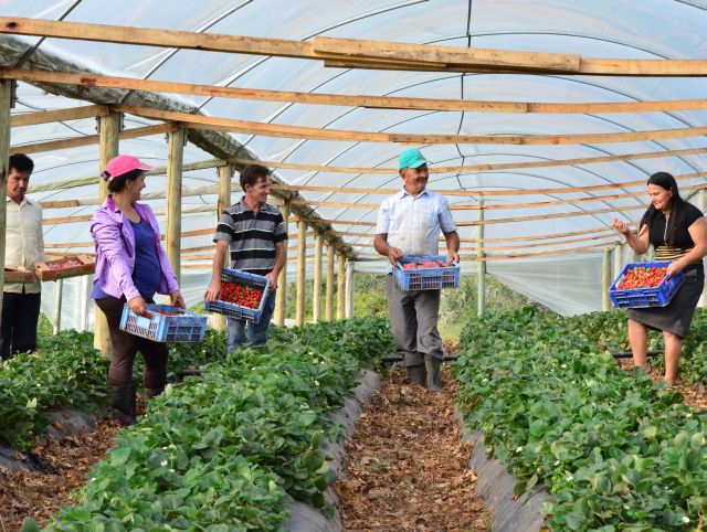 Leia mais sobre o artigo Plano Safra 2023/2024 disponibiliza 77,1 bilhões para apoiar a agricultura familiar no Brasil, o maior valor da história