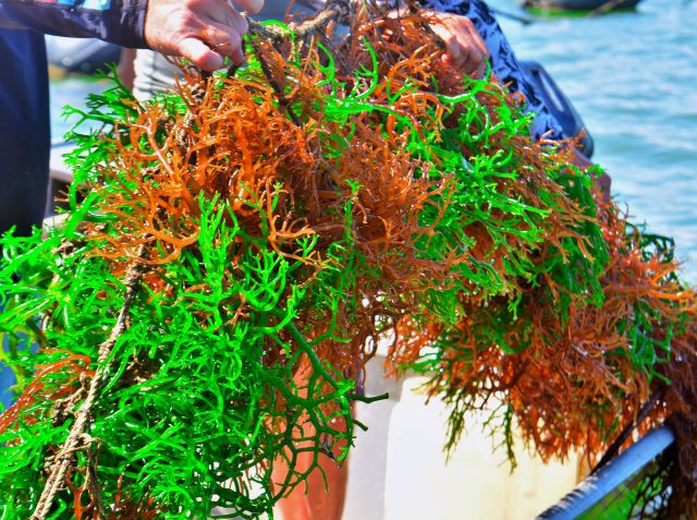 Leia mais sobre o artigo Oficina ensina a produzir bioplástico de alga
