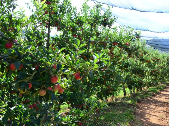 Leia mais sobre o artigo Epagri capacita produtores de maçã