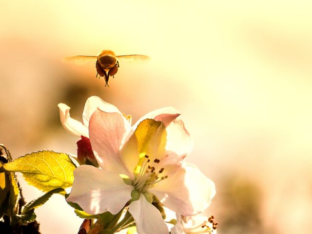 Leia mais sobre o artigo Presença de abelhas na primavera é essencial para frutificação da macieira