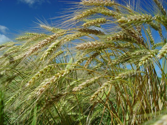 Leia mais sobre o artigo Boletim agropecuário registra queda no preço do trigo catarinense em setembro