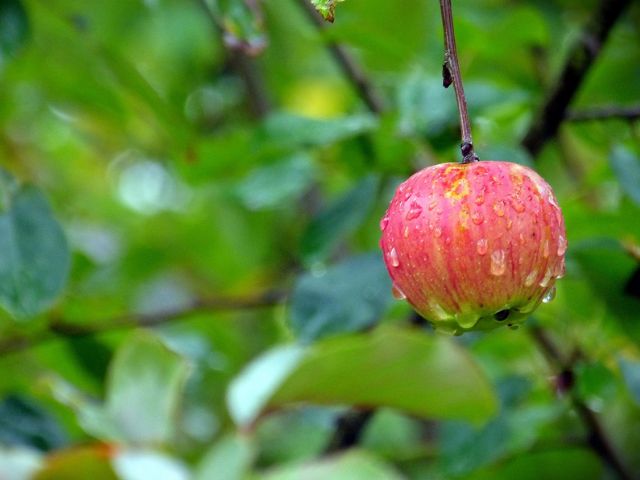 Leia mais sobre o artigo Chuva persiste em SC no mês de novembro, mas diminui o volume em relação a outubro
