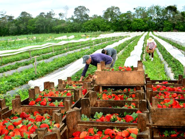 Leia mais sobre o artigo Agricultura que emociona: a produção de alimentos orgânicos no Sul catarinense