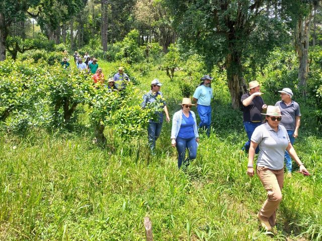 Leia mais sobre o artigo Comitiva do Paraguai conhece pesquisas da Epagri com erva-mate