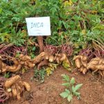 Cultivares de mandioquinha-salsa da Epagri despertam interesse de pesquisadores da Colômbia