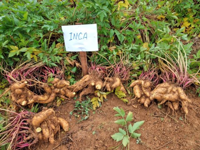 Leia mais sobre o artigo Cultivares de mandioquinha-salsa da Epagri despertam interesse de pesquisadores da Colômbia