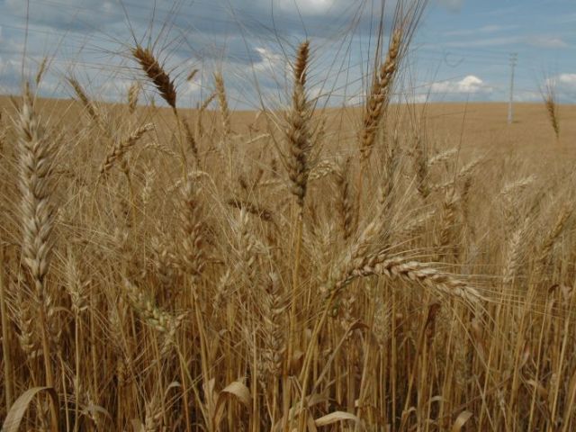Leia mais sobre o artigo Chuvas em SC: Epagri/Cepa estima redução de 28% na produção de trigo no Estado