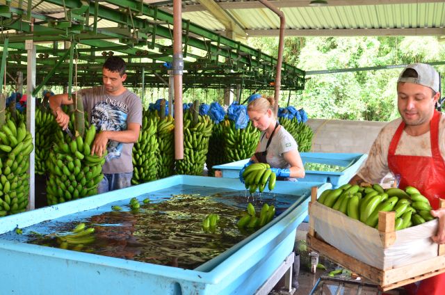 Leia mais sobre o artigo Faturamento com produção catarinense de banana cresceu mais de 30% na última safra