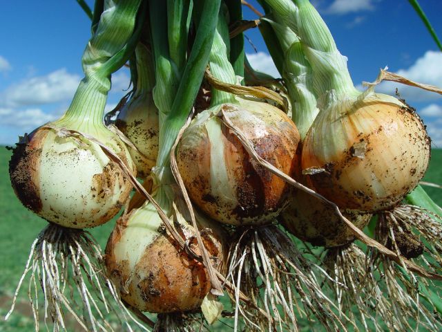 Leia mais sobre o artigo Boletim Agropecuário de dezembro aponta queda na produção de alho e de cebola em SC