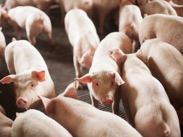 Leia mais sobre o artigo SC registra alta de 21,1% na exportação de carne suína em novembro