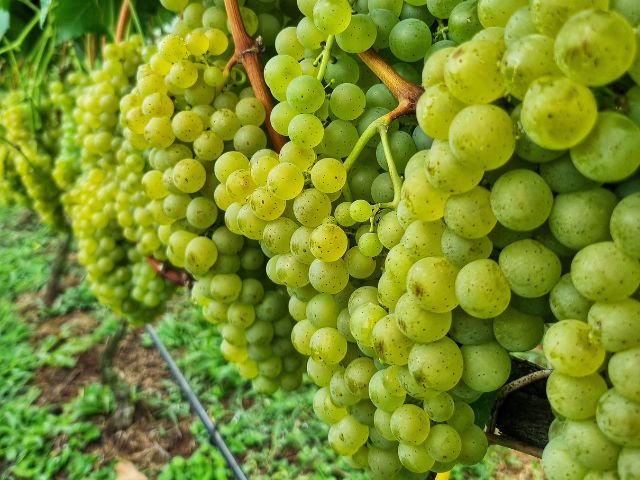 Leia mais sobre o artigo Epagri aprova uvas para produção de vinhos finos mais sustentáveis em SC